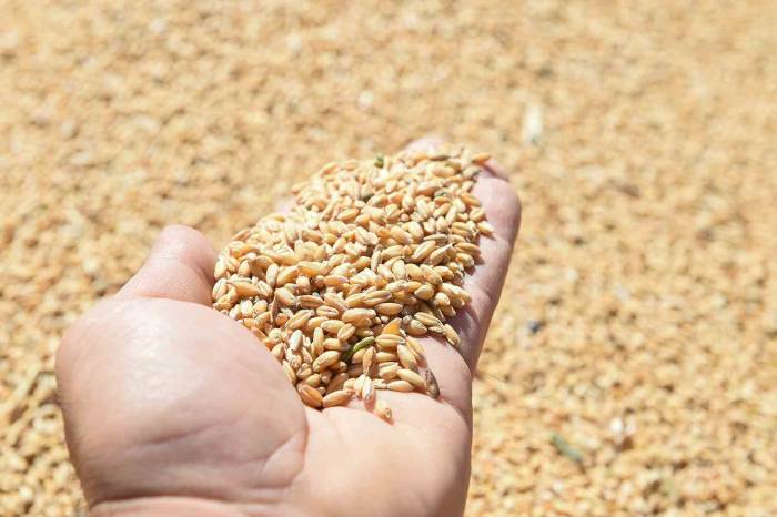 Altındağlı Çiftçilerin Mahsul Sevinci