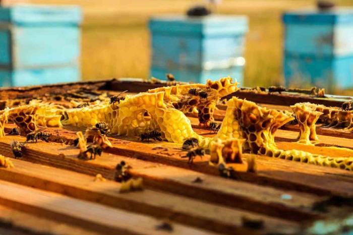 Arıcılar Hasat İçin Gün Sayıyor