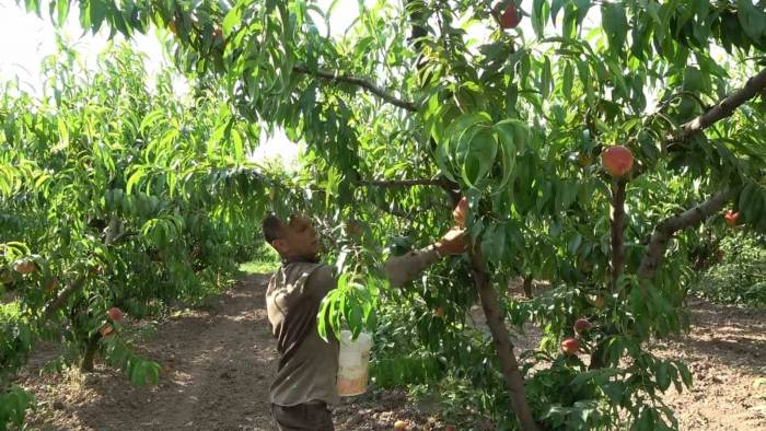 Şeftalide Bu Yıl Rekolte Düşük Ama Kalite İyi