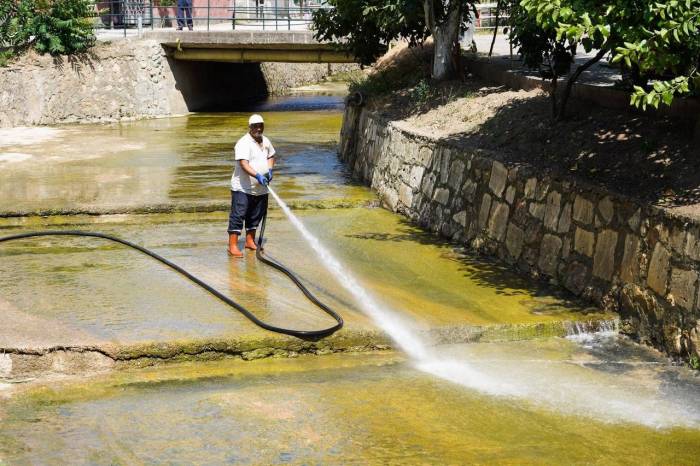 Dere Temizlenince 40 Yıl Önce Görülen Balıklar Yine Görülmeye Başlandı