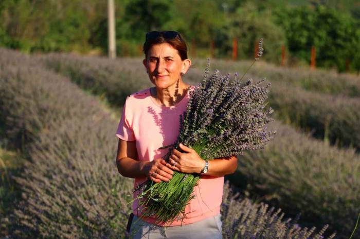 Burası Hollanda Değil, Amasya’daki Lavanta Bahçesi