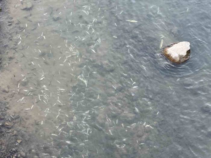 Yüksekova’da Sürü Halinde Balık Ölümleri Korkuttu