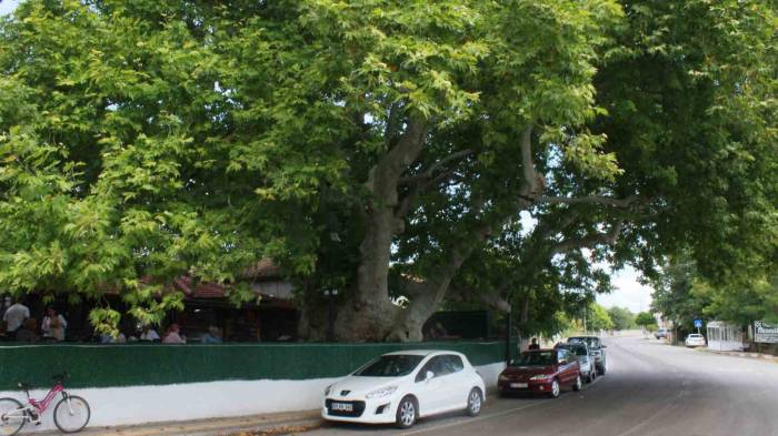 İki İmparatorluk Gören Çınar Ağacı Zamana Meydan Okuyor