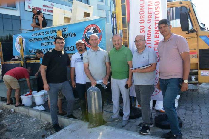 Kütahya’da Su Kaynaklarına 1 Milyon Yavru Sazan Balığı Bırakıldı