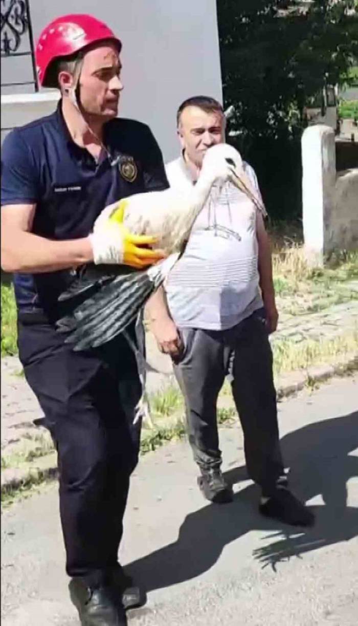 Yuvasından Düşen Yavru Leylek İçin Operasyon