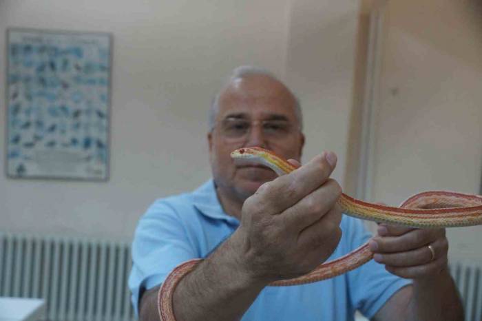 Prof. Dr. Olgun: "pandemi Yılanların Sayısını Artırdı"