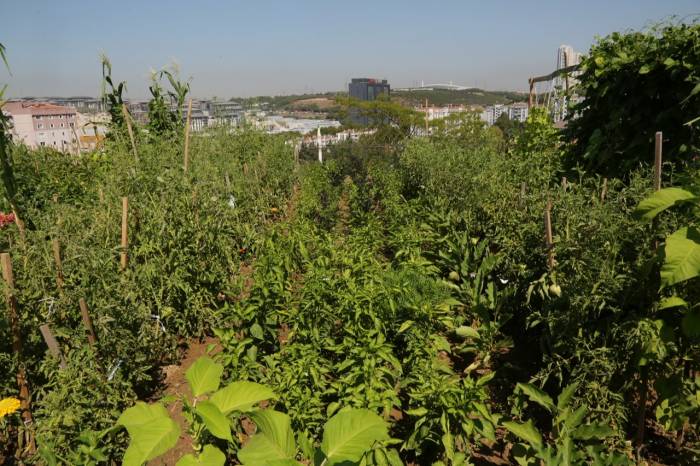 Küçükçekmeceliler, Kentin Ortasında Organik Tarım Yapıyor