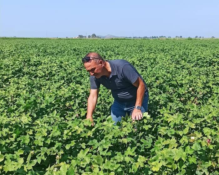 Pamukta Yeşilkurt Zararlısı Yoğunluğuna Rastlandı