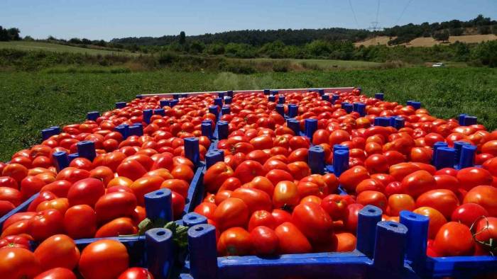 Meşhur Çanakkale Domatesi Coğrafi İşaret Tescili Aldı