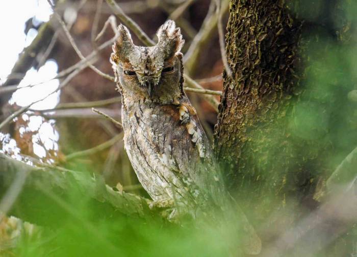 İshak Kuşu En Küçük Baykuş Türü Olarak Kayıtlara Geçti