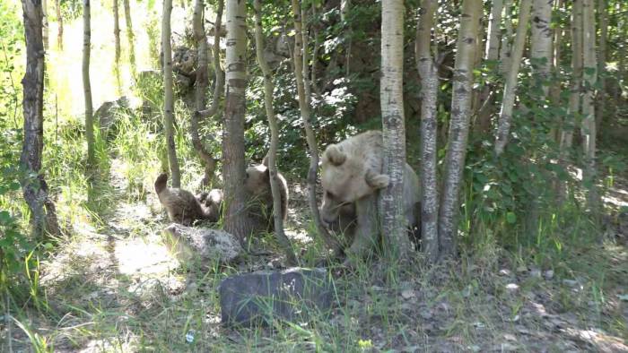 İha Muhabiri Ayı Saldırısından Kıl Payı Kurtuldu