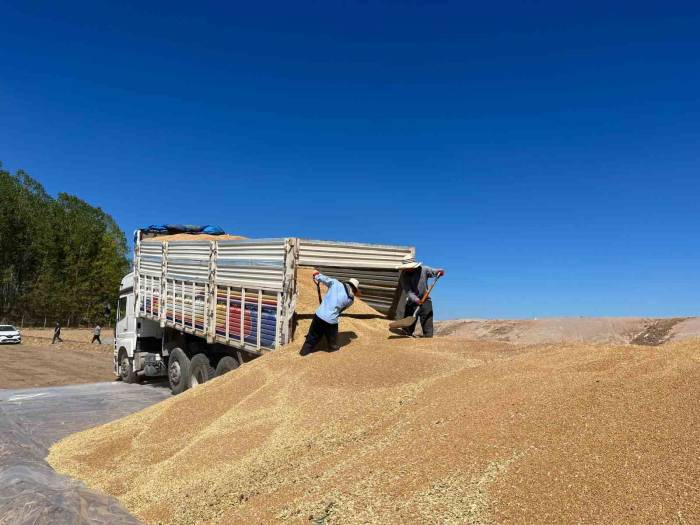 Tmo Hububat Alımında Rekor Kırdı