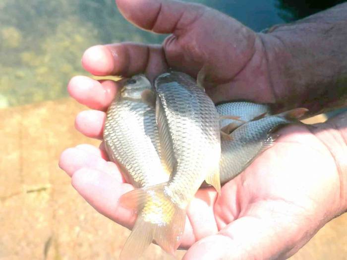 Eğirdir Gölü’ne 1 Milyon Adet Sazan Yavrusu Bırakıldı