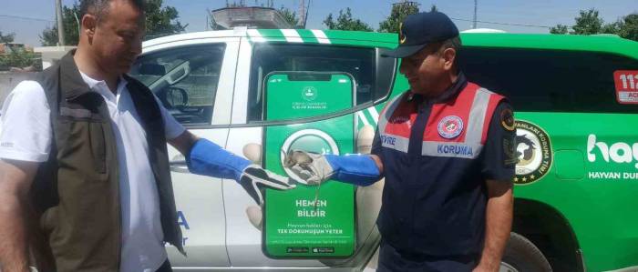 Karaman’da Nesli Tükenmekte Olan Arap Tavşanı Bitkin Halde Bulundu