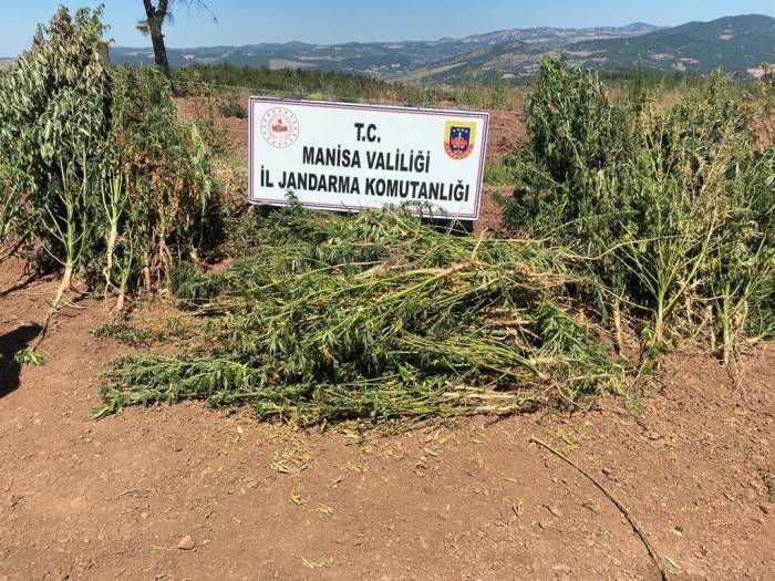 Akhisar Ve Soma’da Uyuşturucu Operasyonu