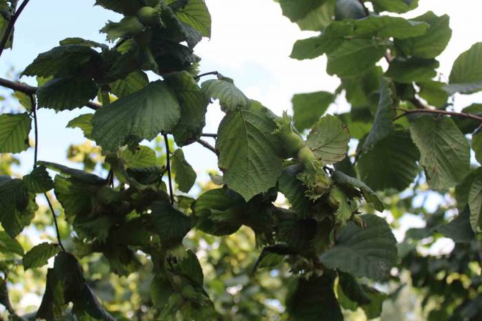 Fındıkta Rehabilitasyon Çalışmaları