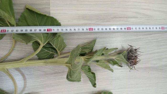 Ayçiçeğinde Kuraklık Tespit Çalışmaları Sürüyor