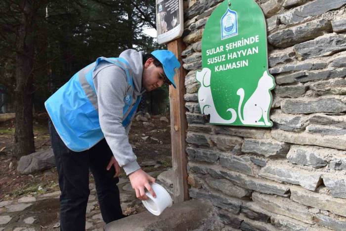 Yıldırım Belediyesi Yaz Sıcaklarında Da Sokak Hayvanlarının Yanında