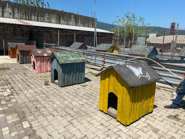 Sokak Hayvanlarının Yuvalarını Tadilat Yapıp Boyadılar