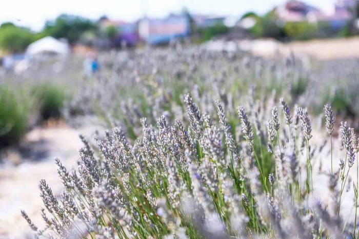 Tarihi Alan’da Lavanta Hasadı Yapıldı