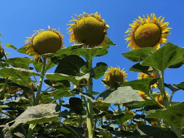 Çanakkale’de Ayçiçeği Tarla Günü Düzenlendi