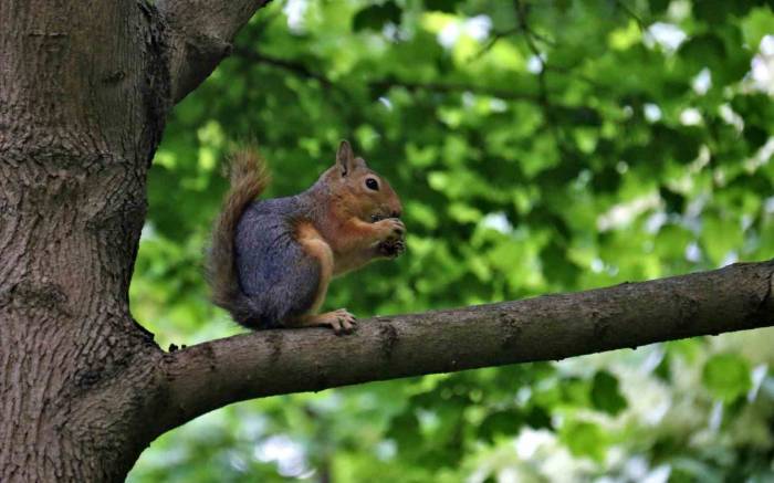 Ceviz Ağacındaki Sincap Ailesinin Mutlu Halleri Görüntülendi