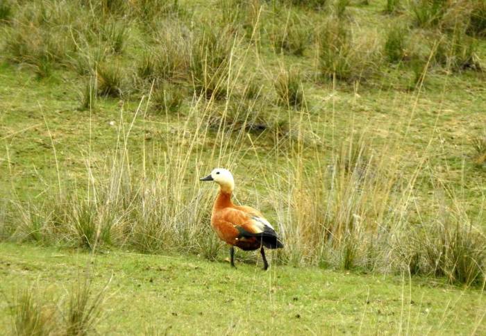Erzincan’da Ekşisu Birçok Kuş Türüne Ev Sahipliği Yapıyor