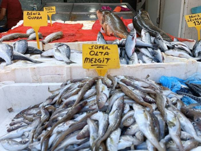 Olta Mezgitleri Tezgahlardaki Yerini Aldı