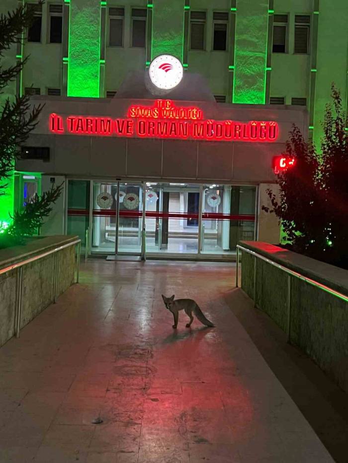 Şehre İnen Tilkinin Beklediği Yer Düşündürdü