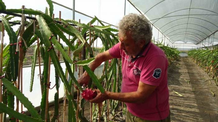 Şehir Hayatından Kaçtı, Ata Topraklarında Tropik Meyve Üretimine Başladı