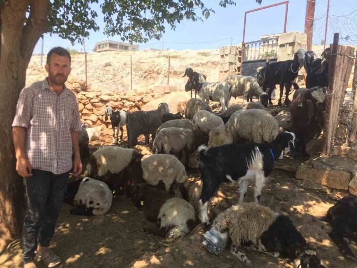 Besni’de Kurt Saldırısı: 26 Koyun Telef Oldu