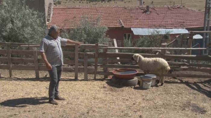 Başkentte Sahipsiz Köpekler 5 Koyunu Telef Etti
