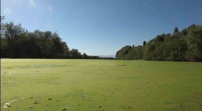 Karasu Nehri Yeşile Döndü