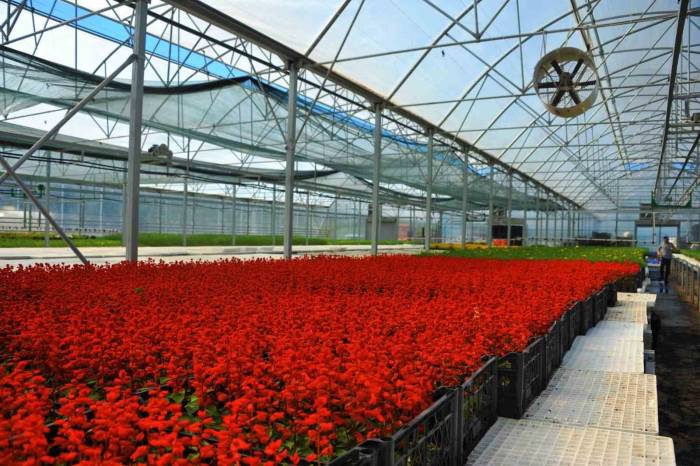 Çöpten Elde Edilen Elektrikle Çiçek Üretiliyor