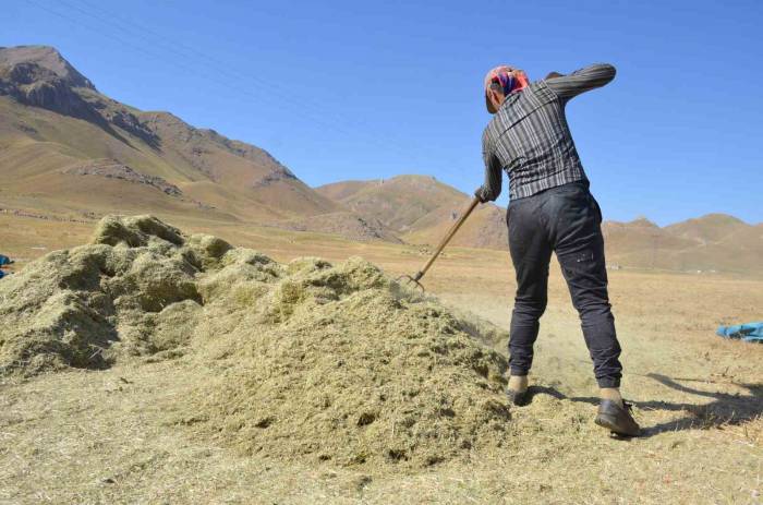 Faraşin Yaylası’nda Besicilerin Zorlu Kış Hazırlıkları Devam Ediyor