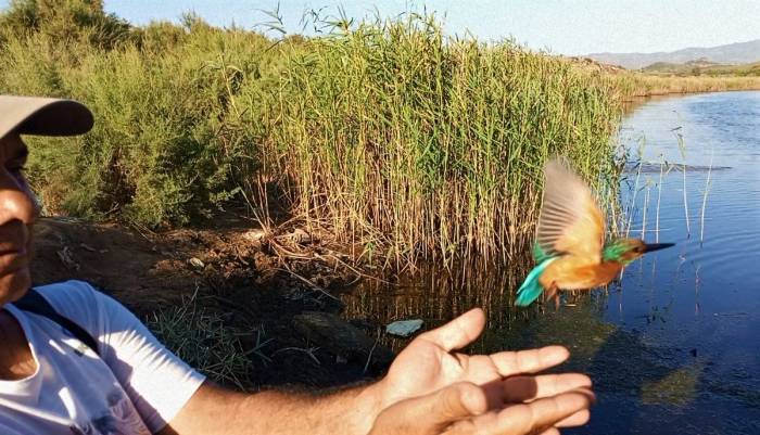 Tedavisi Tamamlanan Yalıçapkını, Özgürlüğe Kanat Çırptı