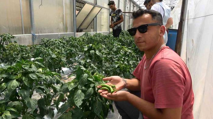 Bu Seralarda Üretim Üniversite Öğrencilerinden Soruluyor