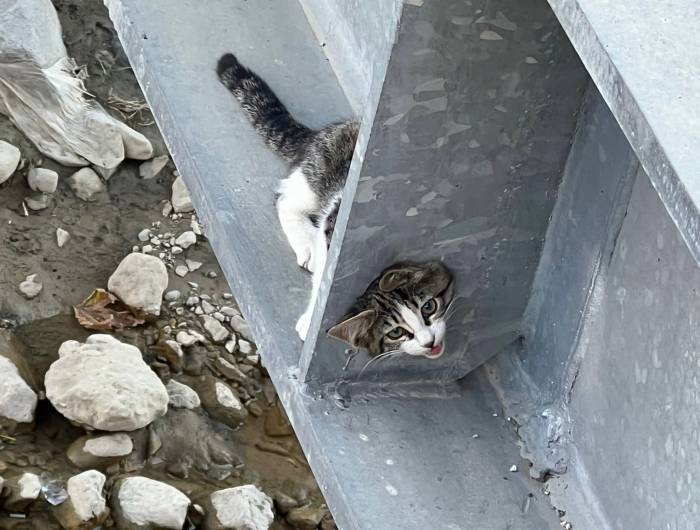 Korkuluklara Sıkışan Kediyi İtfaiye Kurtardı