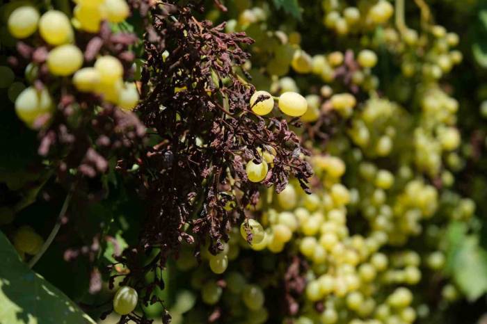 Dünyaca Ünlü Üzümü Mildiyö Vurdu, Rekolte Düştü