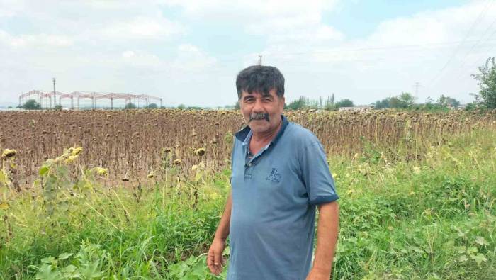 Osmaniye’de Ayçiçeği Hasadı Başladı