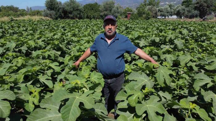 Buharkent’in Erkenci İncir Fidanları İhraç Ediliyor