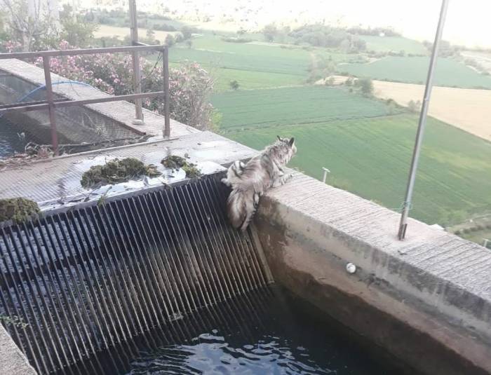 Nesli Tükenmekte Olan Çizgili Sırtlan 43 Yıl Sonra İlk Kez Görüntülendi
