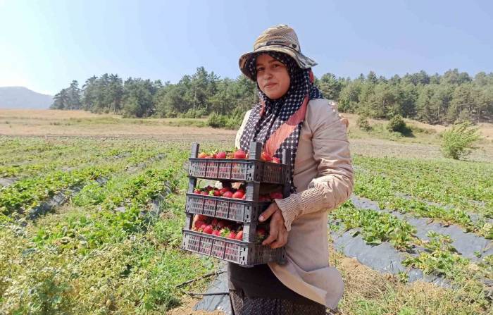 Köyünde Çilek Üretimine Başladı, Hedefine Üretim Tesisi Koydu