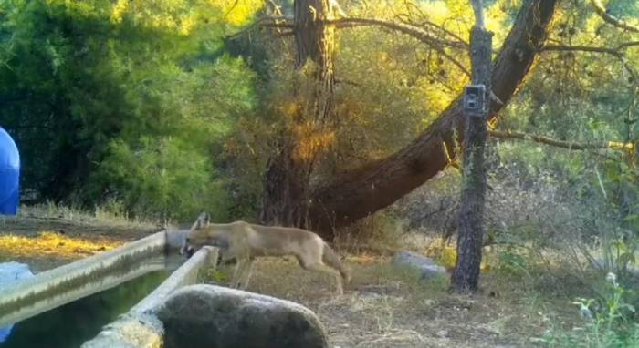 Milli Parklar: “aşırı Sıcaklarda Yaban Hayatına Su Desteğimiz Sürüyor”