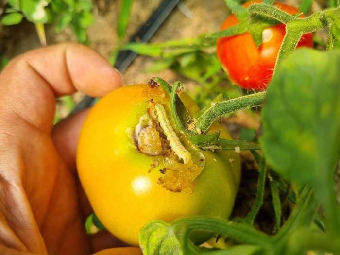 Seralarda Yeşil Kurt Mücadelesi