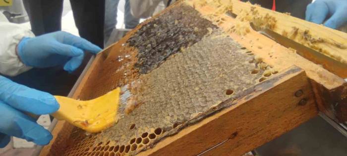 Bir Yılda 9 Farklı Dalda Ödül Alan Dünya Birincisi Bingöl Balında Hasat Başladı