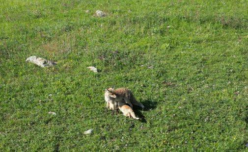 Yavrularını Emziren Anne Tilki Dron Kamerasına Yansıdı
