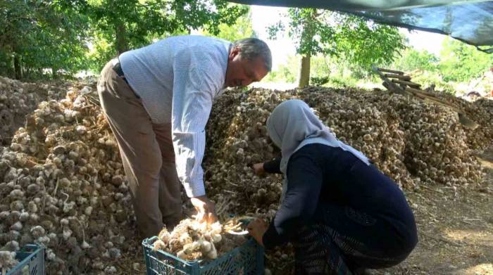 Yurt Dışına İhraç Olan Organik Sarımsağı Susuzluk Vurdu
