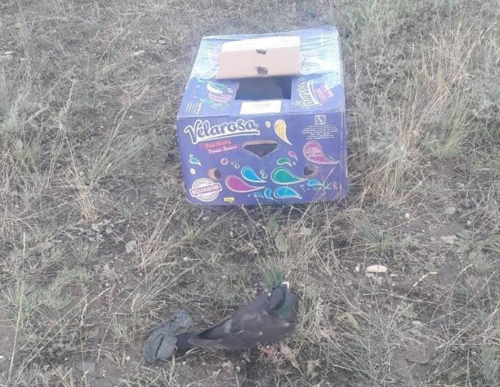 Kaçak Avcılara Geçit Verilmedi