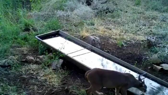 Yaban Hayvanlarına Su Desteği